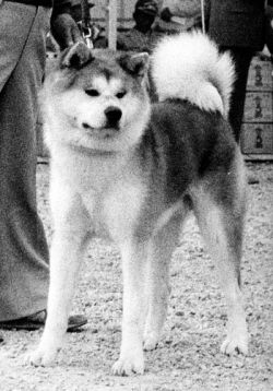 Ise Kumo Go Ise Meiwa Kensha