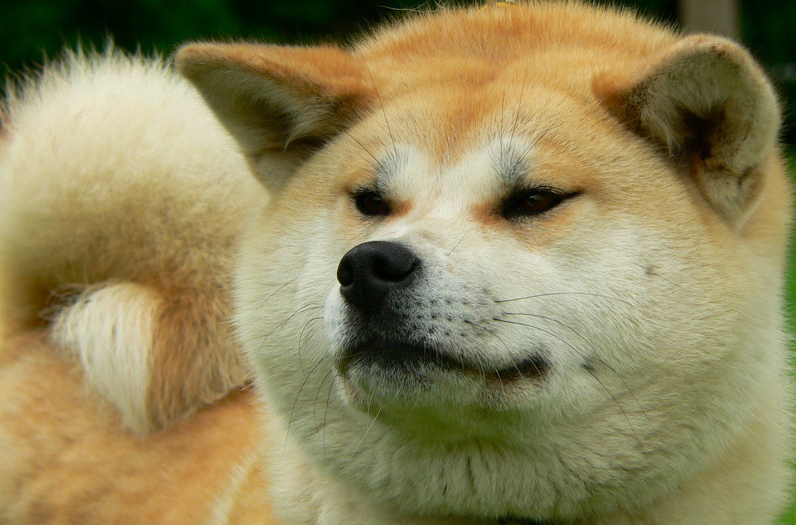 I'Yorokobi No Izumi Halne Wzgorze