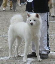 Komachi Bijin Go Daikanto
